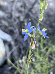 Heliophila linearis linearifolia