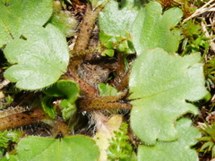 Ranunculus foliosus