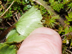 Ranunculus foliosus