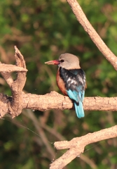 Halcyon leucocephala