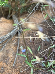 Heliophila linearis linearifolia