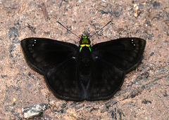 Gorgopas chlorocephala