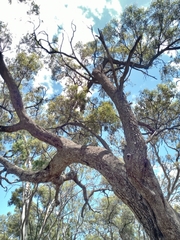 Eucalyptus largiflorens