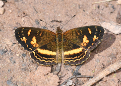 Telenassa berenice