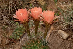 Echinopsis obrepanda