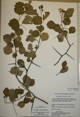 Crataegus lumaria