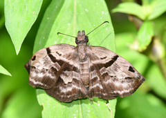 Helias phalaenoides