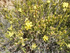 Hibbertia stricta