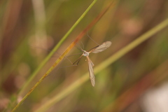 Tipula vernalis