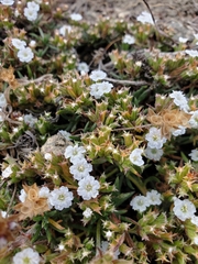 Chorizanthe limariensis