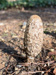 Coprinus comatus