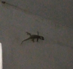 Gekko gecko