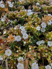 Chorizanthe limariensis