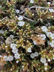 Chorizanthe limariensis