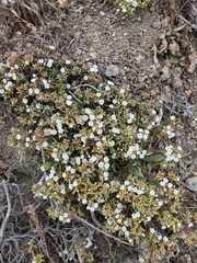 Chorizanthe limariensis