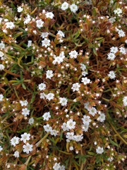 Chorizanthe limariensis