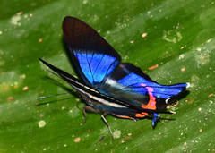 Rhetus dysonii