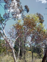 Eucalyptus leptophylla