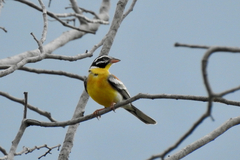 Emberiza flaviventris
