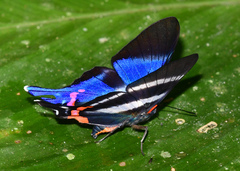 Rhetus dysonii
