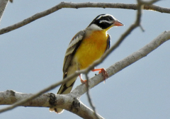 Emberiza flaviventris