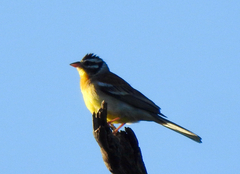 Emberiza flaviventris