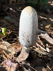 Coprinus comatus