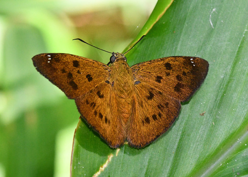 Telemiades epicalus