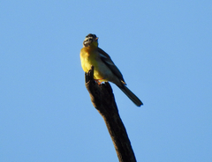 Emberiza flaviventris