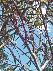 Eucalyptus leptophylla