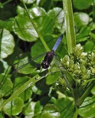 Erythrodiplax atroterminata