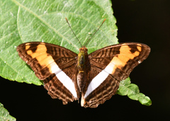 Adelpha capucinus capucinus