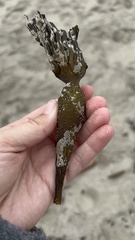 Membranipora membranacea