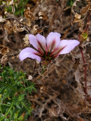 Leucocoryne purpurea