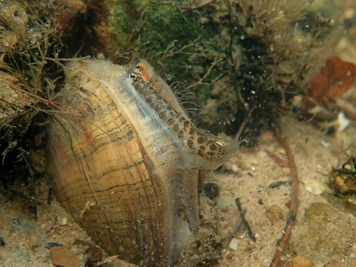 Lampsilis fasciola