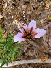 Leucocoryne purpurea