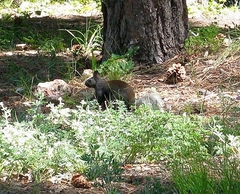 Sciurus aberti kaibabensis
