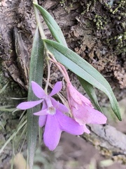Epidendrum centropetalum