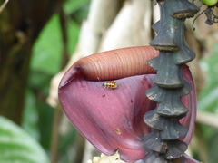 Diabrotica limitata
