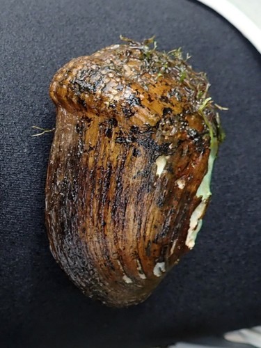 Epioblasma brevidens