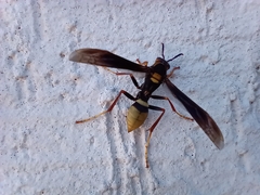 Polistes