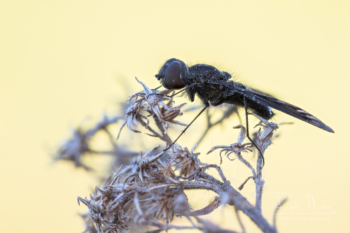 Anthracite Bee-Fly, photo 3 of 10
