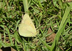 Colias lesbia