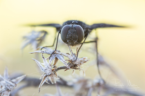 Anthracite Bee-Fly, photo 2 of 10