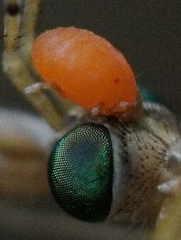 Calyptostomatidae
