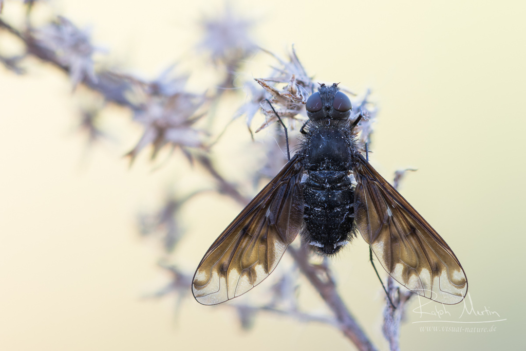Anthracite Bee-Fly, photo 1 of 10