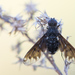 Anthracite Bee-Fly - Photo (c) Ralph Martin, some rights reserved (CC BY-NC-ND), uploaded by Ralph Martin