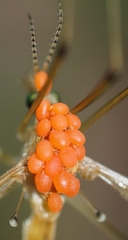 Calyptostomatidae