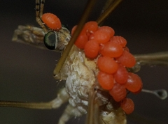 Calyptostomatidae