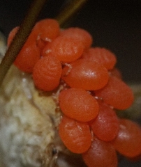 Calyptostomatidae